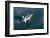 Long-beaked Common Dolphin (Delphinus capensis) leaping-Michael Nolan-Framed Photographic Print