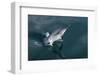 Long-beaked Common Dolphin (Delphinus capensis) leaping-Michael Nolan-Framed Photographic Print