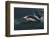 Long-beaked Common Dolphin (Delphinus capensis) surfacing in the Gulf of California-Michael Nolan-Framed Photographic Print