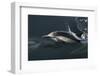 Long-beaked Common Dolphin (Delphinus capensis) surfacing in the Gulf of California-Michael Nolan-Framed Photographic Print