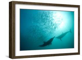 Long-beaked Common Dolphin (Delphinus capensis) two adults, 'Wild Coast'-Colin Marshall-Framed Photographic Print