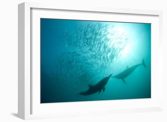 Long-beaked Common Dolphin (Delphinus capensis) two adults, 'Wild Coast'-Colin Marshall-Framed Photographic Print