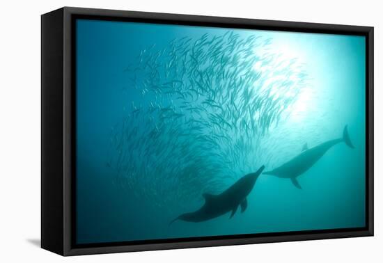 Long-beaked Common Dolphin (Delphinus capensis) two adults, 'Wild Coast'-Colin Marshall-Framed Stretched Canvas