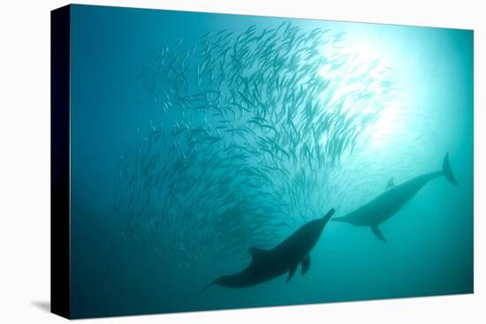 Long-beaked Common Dolphin (Delphinus capensis) two adults, 'Wild Coast'-Colin Marshall-Stretched Canvas