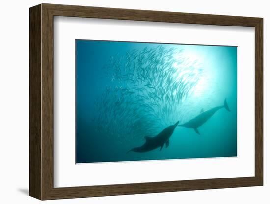 Long-beaked Common Dolphin (Delphinus capensis) two adults, 'Wild Coast'-Colin Marshall-Framed Photographic Print