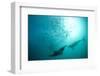 Long-beaked Common Dolphin (Delphinus capensis) two adults, 'Wild Coast'-Colin Marshall-Framed Photographic Print