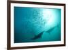 Long-beaked Common Dolphin (Delphinus capensis) two adults, 'Wild Coast'-Colin Marshall-Framed Photographic Print