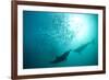 Long-beaked Common Dolphin (Delphinus capensis) two adults, 'Wild Coast'-Colin Marshall-Framed Photographic Print