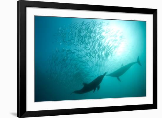 Long-beaked Common Dolphin (Delphinus capensis) two adults, 'Wild Coast'-Colin Marshall-Framed Photographic Print