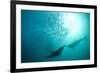 Long-beaked Common Dolphin (Delphinus capensis) two adults, 'Wild Coast'-Colin Marshall-Framed Photographic Print