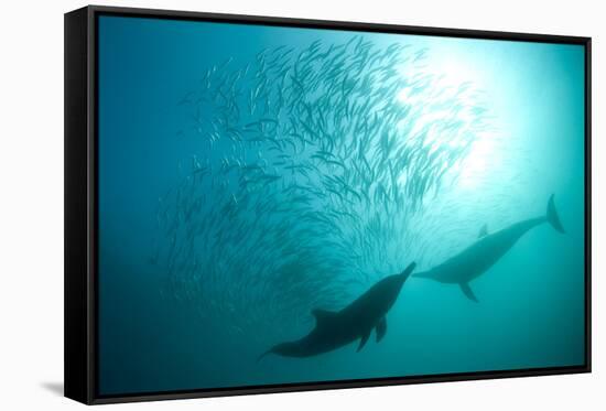 Long-beaked Common Dolphin (Delphinus capensis) two adults, 'Wild Coast'-Colin Marshall-Framed Stretched Canvas