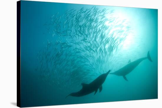 Long-beaked Common Dolphin (Delphinus capensis) two adults, 'Wild Coast'-Colin Marshall-Stretched Canvas