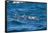 Long-Beaked Common Dolphin (Delphinus Capensis)-Reinhard Dirscherl-Framed Stretched Canvas