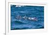 Long-Beaked Common Dolphin (Delphinus Capensis)-Reinhard Dirscherl-Framed Photographic Print