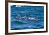 Long-Beaked Common Dolphin (Delphinus Capensis)-Reinhard Dirscherl-Framed Photographic Print