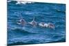 Long-Beaked Common Dolphin (Delphinus Capensis)-Reinhard Dirscherl-Mounted Photographic Print