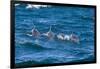 Long-Beaked Common Dolphin (Delphinus Capensis)-Reinhard Dirscherl-Framed Photographic Print