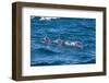 Long-Beaked Common Dolphin (Delphinus Capensis)-Reinhard Dirscherl-Framed Photographic Print