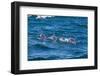 Long-Beaked Common Dolphin (Delphinus Capensis)-Reinhard Dirscherl-Framed Photographic Print