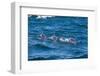 Long-Beaked Common Dolphin (Delphinus Capensis)-Reinhard Dirscherl-Framed Photographic Print