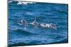 Long-Beaked Common Dolphin (Delphinus Capensis)-Reinhard Dirscherl-Mounted Photographic Print