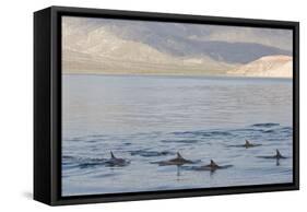 Long-Beaked Common Dolphin Fins Above Water-null-Framed Stretched Canvas