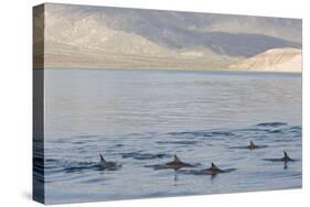 Long-Beaked Common Dolphin Fins Above Water-null-Stretched Canvas