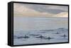 Long-Beaked Common Dolphin Fins Above Water-null-Framed Stretched Canvas