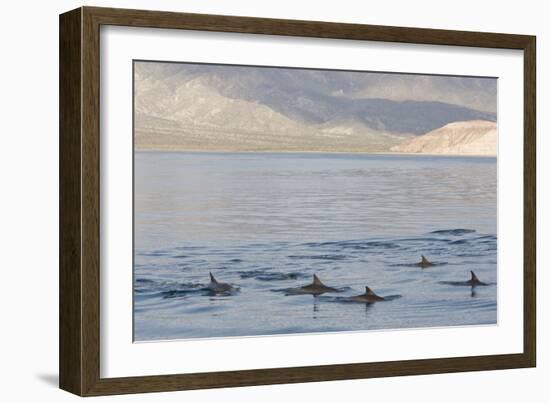 Long-Beaked Common Dolphin Fins Above Water-null-Framed Photographic Print