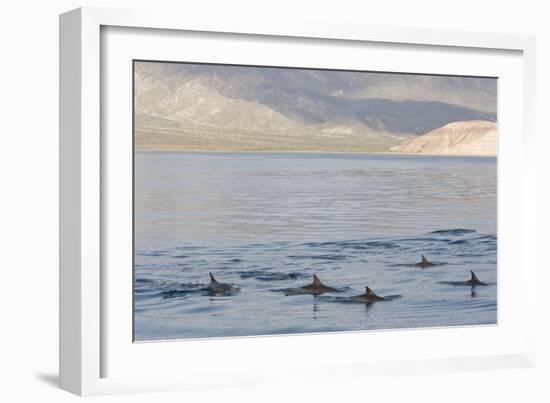 Long-Beaked Common Dolphin Fins Above Water-null-Framed Photographic Print