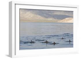 Long-Beaked Common Dolphin Fins Above Water-null-Framed Photographic Print