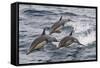Long-Beaked Common Dolphin, Isla San Esteban, Gulf of California (Sea of Cortez), Mexico-Michael Nolan-Framed Stretched Canvas