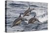 Long-Beaked Common Dolphin, Isla San Esteban, Gulf of California (Sea of Cortez), Mexico-Michael Nolan-Stretched Canvas
