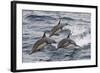 Long-Beaked Common Dolphin, Isla San Esteban, Gulf of California (Sea of Cortez), Mexico-Michael Nolan-Framed Photographic Print