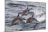 Long-Beaked Common Dolphin, Isla San Esteban, Gulf of California (Sea of Cortez), Mexico-Michael Nolan-Mounted Photographic Print