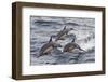 Long-Beaked Common Dolphin, Isla San Esteban, Gulf of California (Sea of Cortez), Mexico-Michael Nolan-Framed Photographic Print