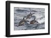 Long-Beaked Common Dolphin, Isla San Esteban, Gulf of California (Sea of Cortez), Mexico-Michael Nolan-Framed Photographic Print