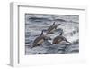 Long-Beaked Common Dolphin, Isla San Esteban, Gulf of California (Sea of Cortez), Mexico-Michael Nolan-Framed Photographic Print