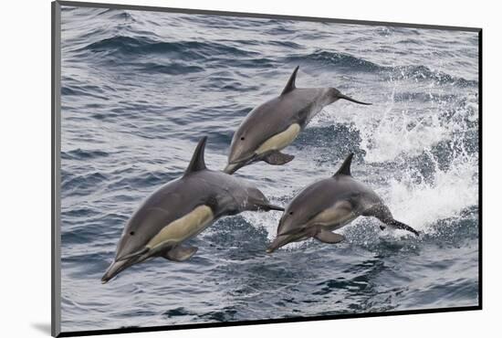 Long-Beaked Common Dolphin, Isla San Esteban, Gulf of California (Sea of Cortez), Mexico-Michael Nolan-Mounted Photographic Print