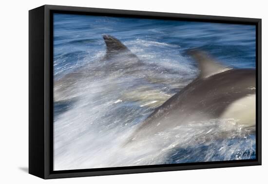 Long-Beaked Common Dolphin Porpoising at Speed-null-Framed Stretched Canvas