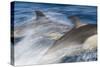 Long-Beaked Common Dolphin Porpoising at Speed-null-Stretched Canvas