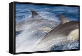 Long-Beaked Common Dolphin Porpoising at Speed-null-Framed Stretched Canvas