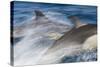 Long-Beaked Common Dolphin Porpoising at Speed-null-Stretched Canvas