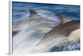 Long-Beaked Common Dolphin Porpoising at Speed-null-Framed Photographic Print