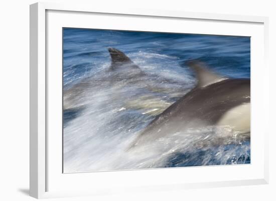 Long-Beaked Common Dolphin Porpoising at Speed-null-Framed Photographic Print