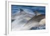 Long-Beaked Common Dolphin Porpoising at Speed-null-Framed Photographic Print