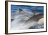 Long-Beaked Common Dolphin Porpoising at Speed-null-Framed Photographic Print