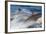 Long-Beaked Common Dolphin Porpoising at Speed-null-Framed Photographic Print