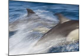 Long-Beaked Common Dolphin Porpoising at Speed-null-Mounted Photographic Print