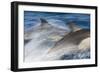 Long-Beaked Common Dolphin Porpoising at Speed-null-Framed Photographic Print